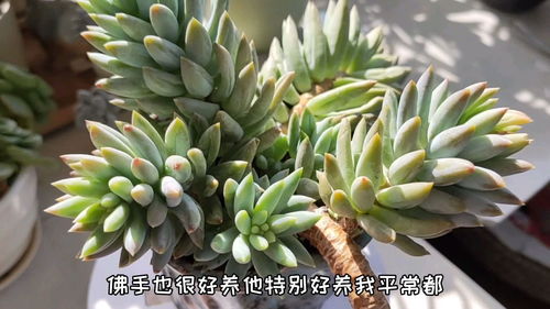 多肉佛手如何科学养殖，注意哪些细节