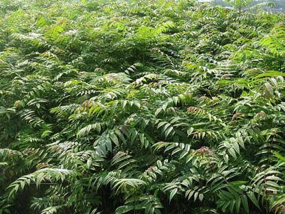 如何通过播种、育苗、移栽等步骤科学种植出优质的香椿苗