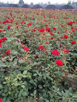 盆栽月季，优质大花月季品种