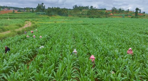 选择合适的草种