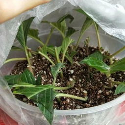 夏日炎炎， 草种生存指南