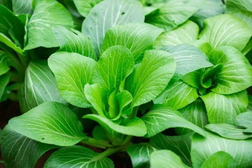 上海青的种植季节与产量