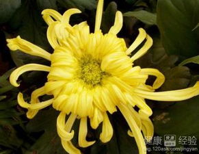 菊花撕裂出血了怎么办？紧急处理方法有哪些
