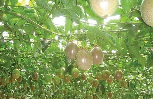 西番莲种植需要注意哪些技术细节？如何提高西番莲的成活率和产量