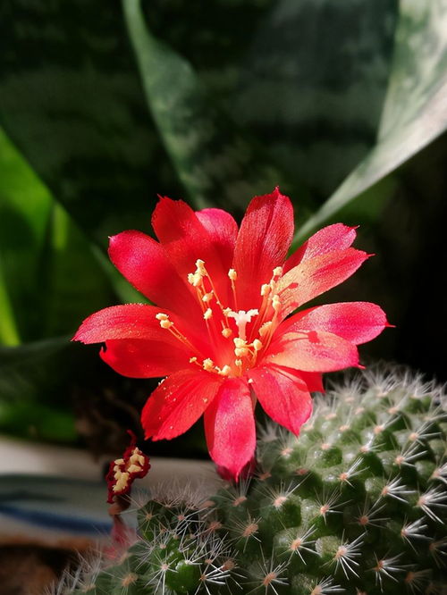 芦荟开花，揭开其神秘面纱