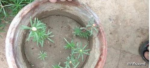 绣球花扦插的最佳时间是什么时候？想知道答案吗