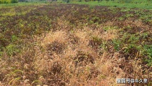 乙草胺的平安性