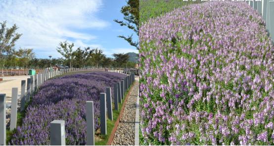 夏日的清凉花语