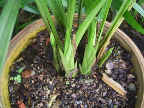 二、 种植技巧，让花卉在梅雨季茁壮成长