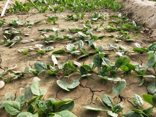 浇水学问，新手小心