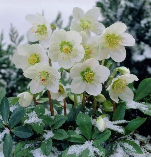 极端耐寒品种清单