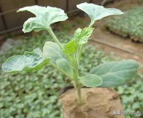 移栽技巧，你真的会吗？