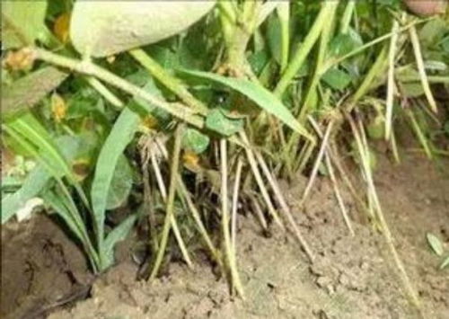 那么在花生开花期，我们应该使用什么样的除草剂呢？