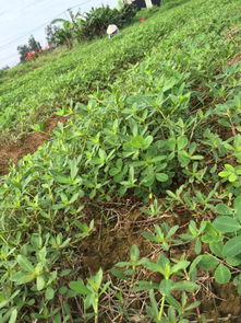 3. 改善土壤环境