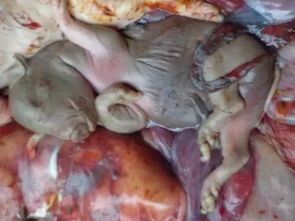 初产母猪死胎的八大原因是什么养殖户如何避免损失惨重？