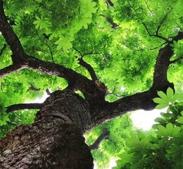 百花园里那棵什么树