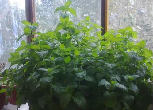 广州花草插杆养护小攻略