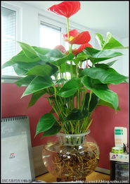 办公桌上的花， 美美的，空气也清新