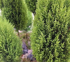 门前种柏树真的嫩辟邪吗？