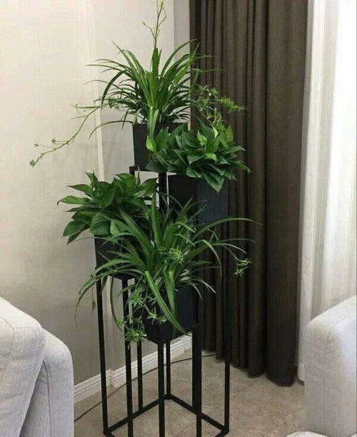 客厅摆放什么植物招财？这几种绿植让家里财运旺