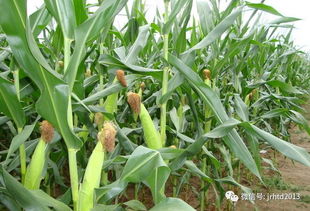 行情起伏：知母价格大跳水