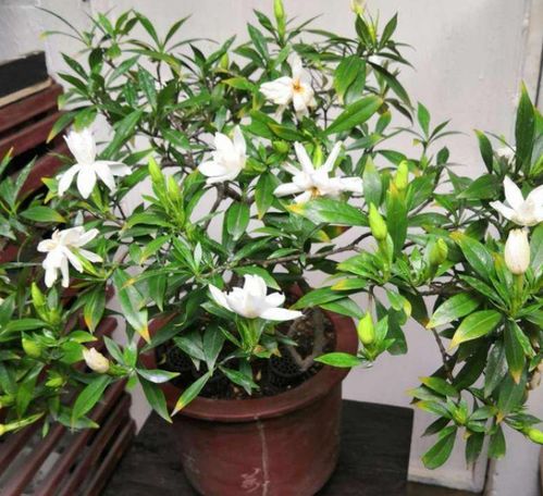 栀子种子的种植季节小贴士