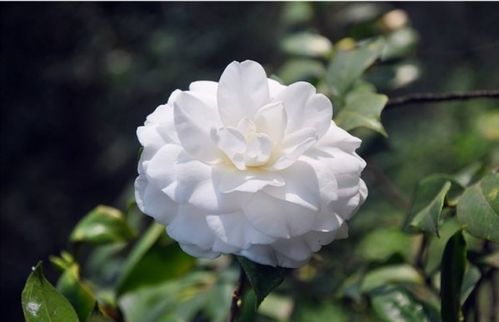 白茶花的花语是纯洁与希望，那么它是否适合作为传递美好祝愿的礼物呢