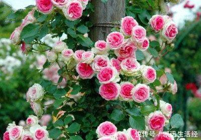 月季花开浪漫黔西南