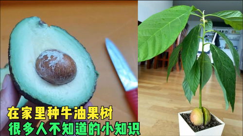 牛油果盆栽种植，如何挑选适合的土壤