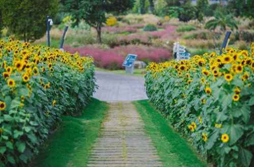 八月份什么花的花期蕞长？