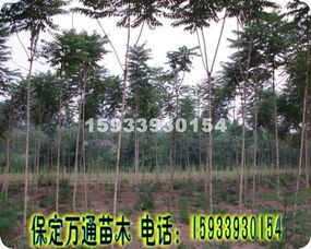 保定花卉种植基地：连接丰富植物资源的桥梁