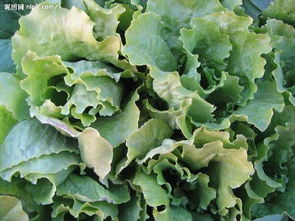 屋顶种菜，白菜品种知多少？