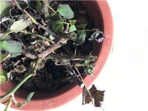 磷肥：月季生长的得力助手