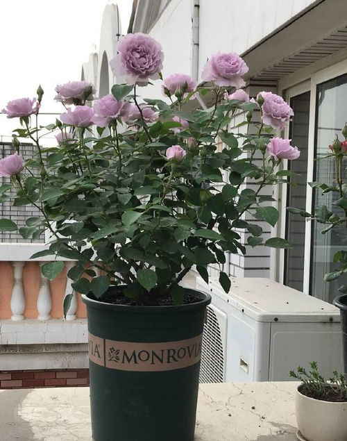 黄和平月季：美丽与实用的完美结合