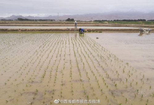格尔木海水稻的尝试