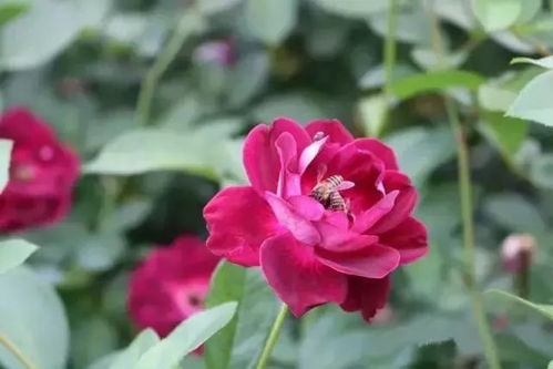 红宝石冰月季的奥秘