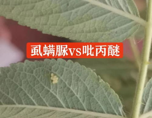啥是虱螨脲？啥是百菌清？