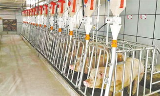 家庭养猪场数字化升级，养殖喜事连连