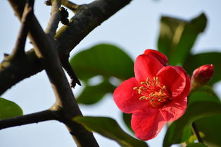 扦插繁殖：铁脚海棠与海棠的繁衍生息之道