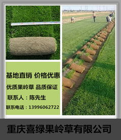 混播黑麦草和高羊茅，成本低40%