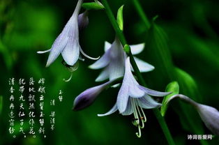 木芙蓉精华，如何提炼成玉露散