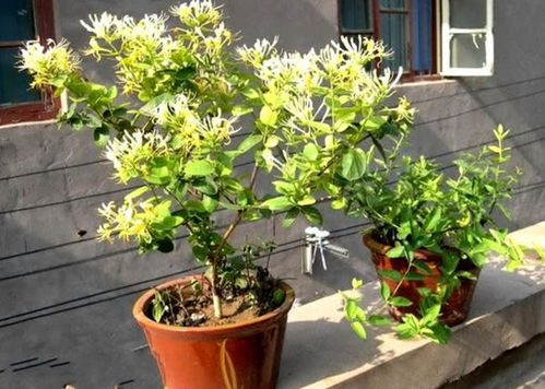 冬天什么花最艳丽？这几种花在冬天照样开