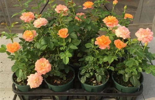 太阳花冬季是否需要修剪