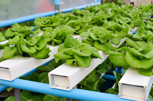 阳台种菜水培种植的营养供应