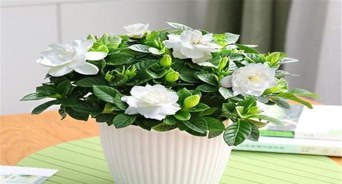 卧室养什么花好？这几种花既美观又好养