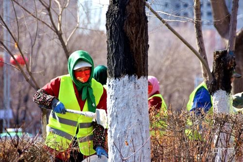 园林工程施工，苗木是关键