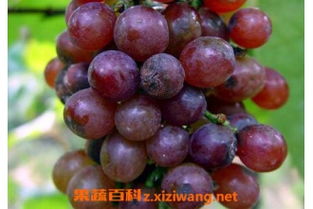 注意细节，使用唑醚氟环唑别马虎