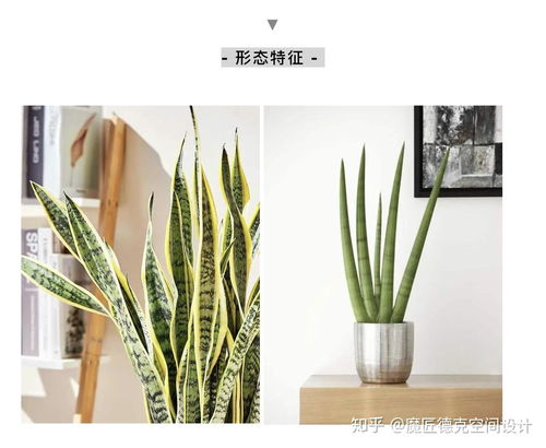 虎皮兰种植方法：插穗篇