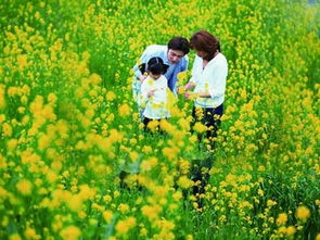 踏青时撞见这些花草，如何正确处理以避免伤害它们？