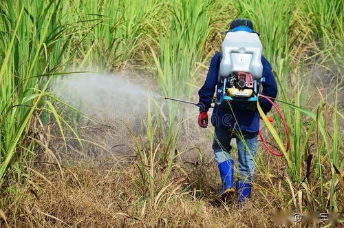玉米地使用什么除草剂效果最好，对玉米生长无副作用？
